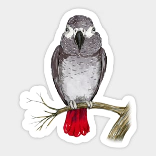 African grey parrot watercolor Sticker